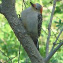 Red-bellied Woodpecker (female)