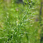 fennel; hinojo