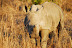 DSC_0426.JPG