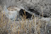 DSC_0477.JPG