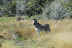 DSC_0311.JPG