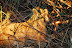 DSC_0216.JPG