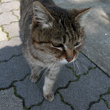 新高円寺の野良猫01