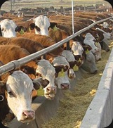 feedlot1 feedlot1