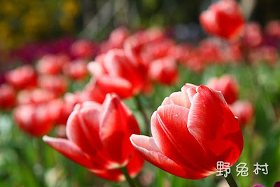 [台南-旅遊] 南元農場-2011行春版