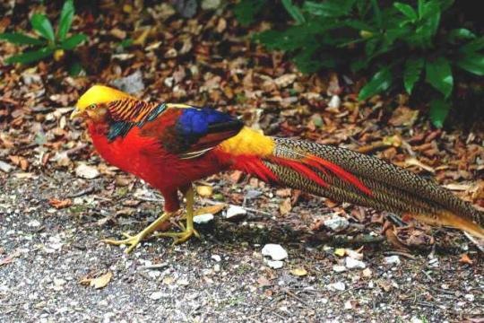 Golden Pheasant Golden Pheasant