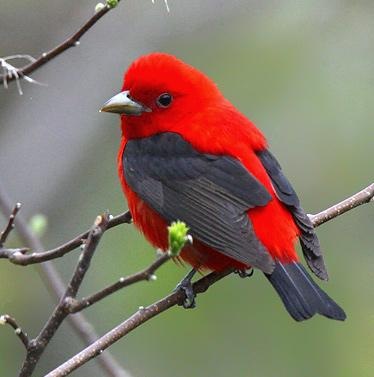 Scarlet Tanager Scarlet Tanager