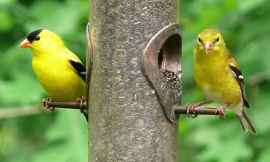 American Goldfinch 