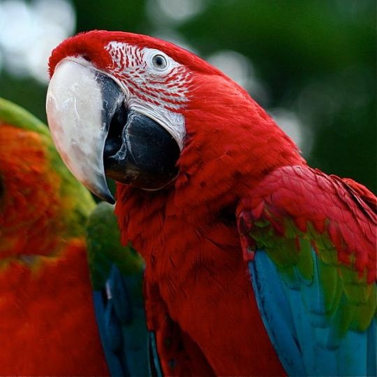 Green Wing Macaw Parrot 