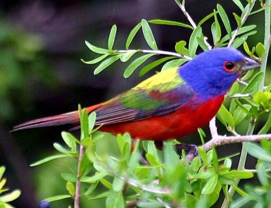 Painted Bunting Painted Bunting