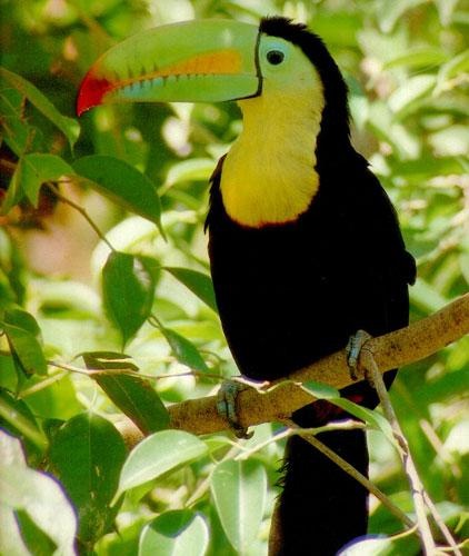 Keel-billed Toucans Keel-billed Toucans