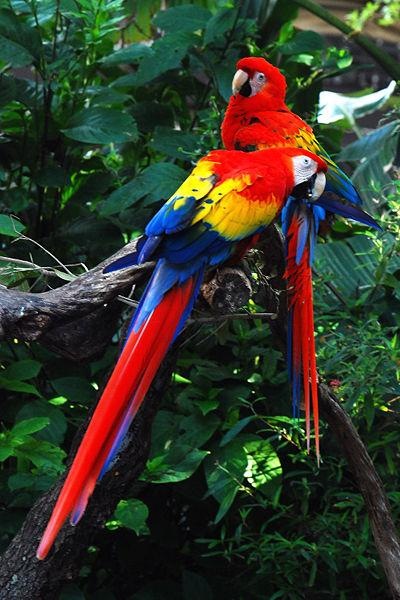 Scarlet Macaw Scarlet Macaw
