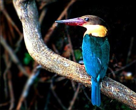 Stork-billed Kingfisher 