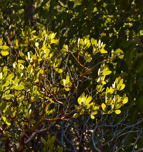 Manzanita Leaves