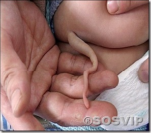rabos.jpg (5) rabos.jpg (5)