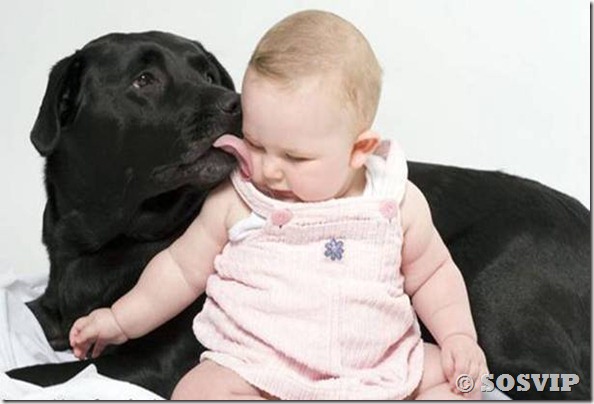 Cachorro babá a melhor babá babysitter (2)