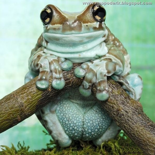 animais (43)