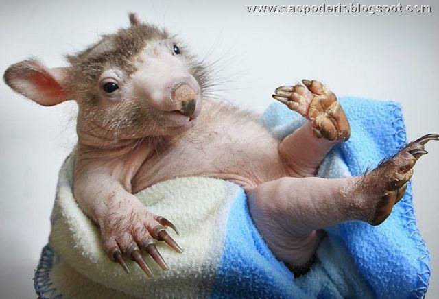 animais (17)