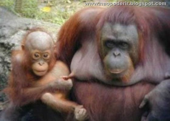 animais (1)