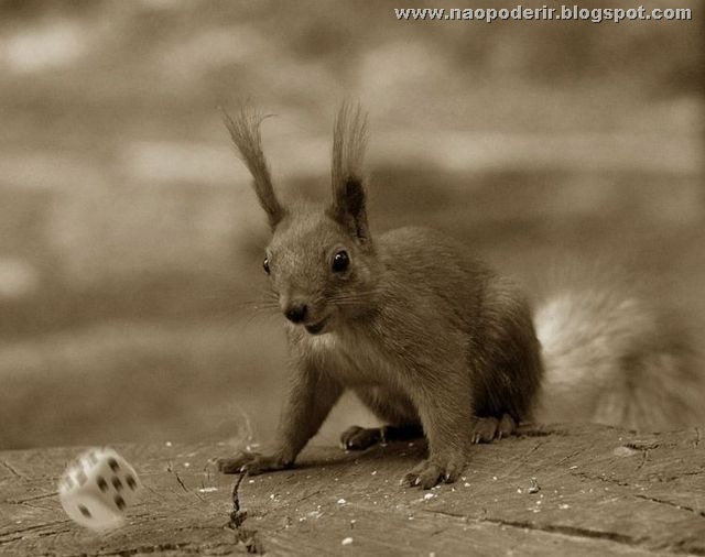 animais (3)