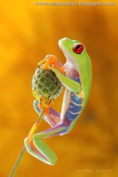 animais (15)