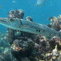 Grate Barracuda
