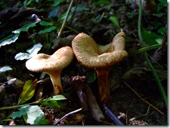 2009_1003blog-photos0006