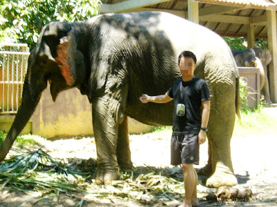 Have You Ever Ride An Elephant Before? picture phuket escapade  photo
