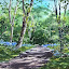 Spring Coed Felin Gat Spring Coed Felin Gat