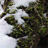 Cheile Dambovicioarei - Brusturet - 23 -24 ianuarie 2010 - 19.JPG
