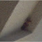 Wasp Nest