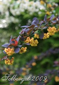 IMG_8233_1 IMG_8233_1