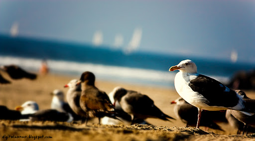 Seagull at the Venice Beach California Bird - Ratish Naroor Digital Photography