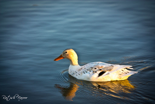 Canon 70-200mm f2.8 L series Pictures