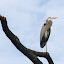 Birds Birds