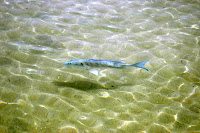DSC_0448.JPG
