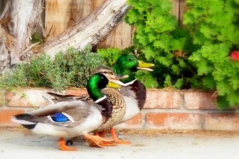 [ducks2011 033[3].jpg]