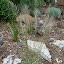 Hypo_Mix's Western Basalt Plains Indigenous garden