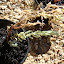Transplanted Ruby Saltbush - Enchylaena tomentosa