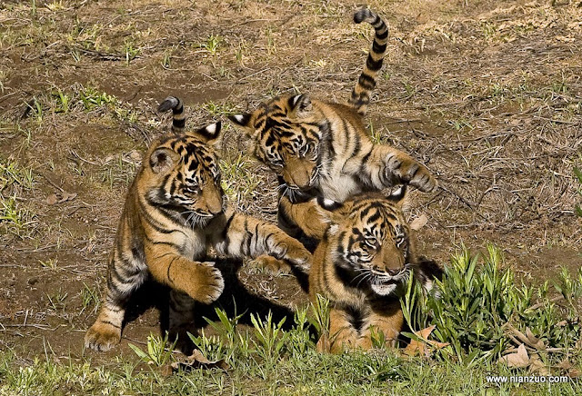 动物园的小宝宝们-强烈推荐 虎兄虎弟,老虎