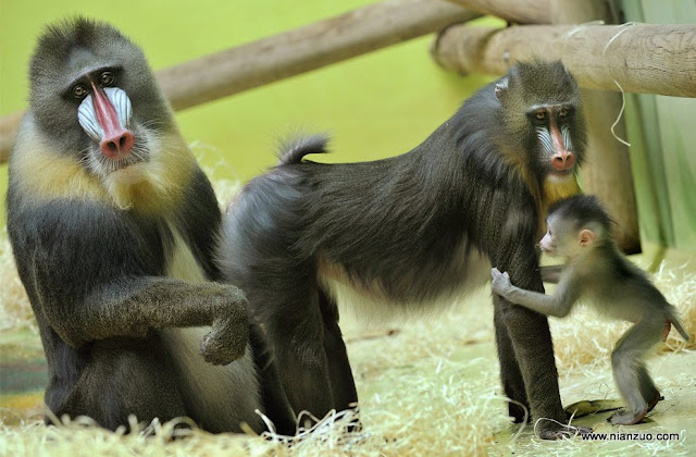 动物园的小宝宝们-强烈推荐 好酷的猴子
