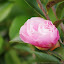 IMGP0407.JPG