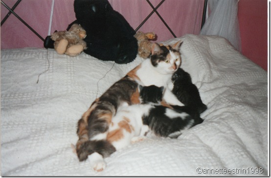 IMG_0006