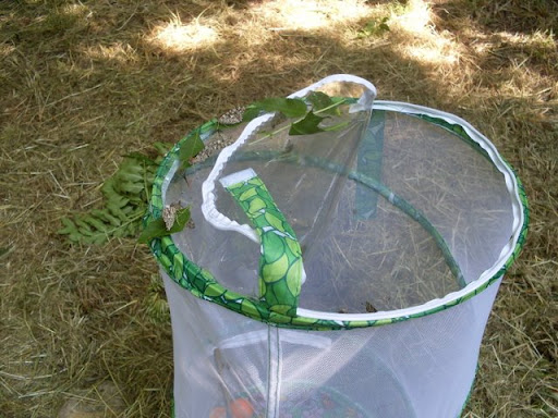 Releasing the Butterflies