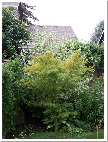 Isanti+dogwood+shrub