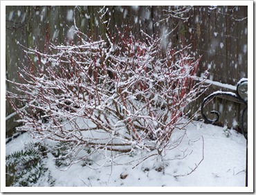 Variegated+red+twig+dogwood+bush