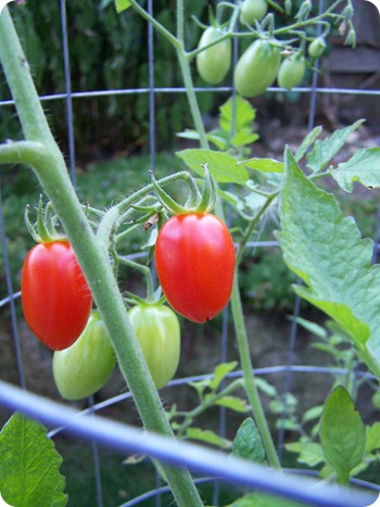August 18 2010 (5)