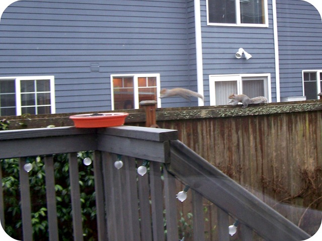 [squirrels[6].jpg]