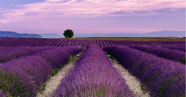 [0707241426061lavender_[3].jpg]