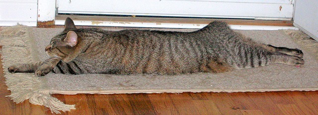 [martin rug 2[7].jpg]